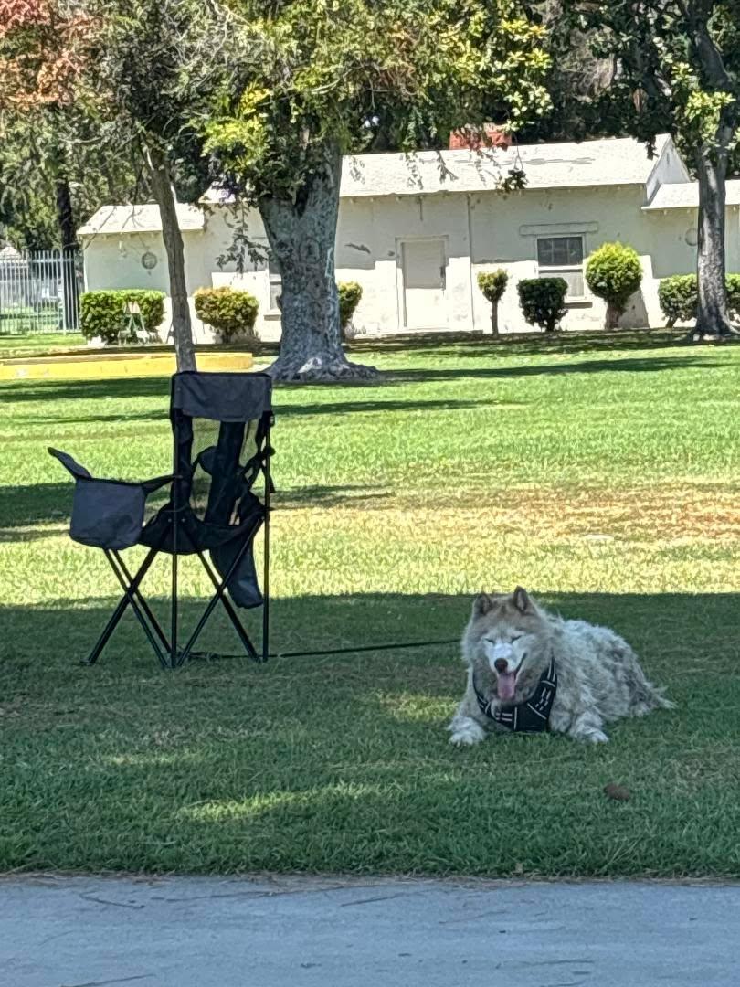 Peggy Sue resting in the shade near a camp chair