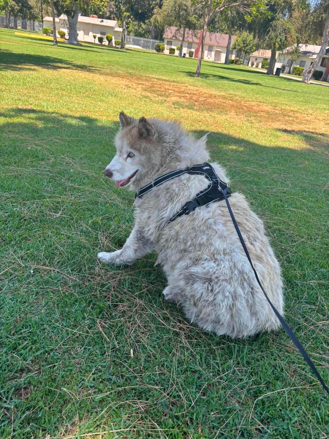 Peggy Sue sitting on the grass at the park